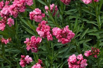 Nerium Oleander Plant in Bloom full of Pink Flowers Mediterranean Background