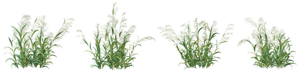 3d illustration of green avena sativa plant on transparent background