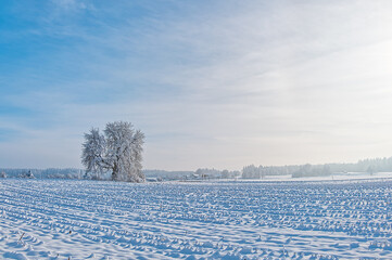 White snowed winter landscape
