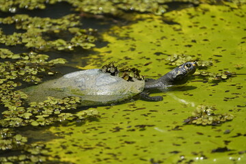 Amazonian turtle (Podocnemis expansa) Podocnemididae family. Amazon, Brazil.