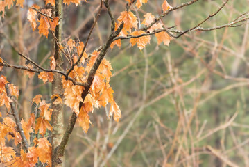 Bright orange leaves clinging to a branch in winter.  