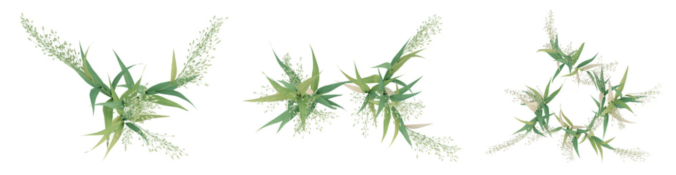 3d render top view of green avena sativa plant on transparent background