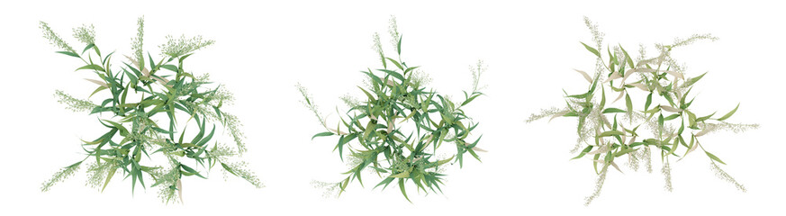 3d render top view of green avena sativa plant on transparent background