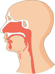 Illustration showing food pipe and windpipe in a human body