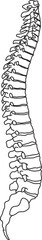  Illustration showing vertebral spinal cord