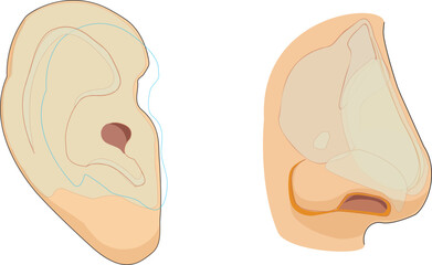  Illustration showing sense organs namely nose and ear