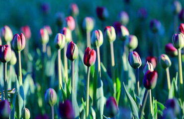 nice tulips in morning light - 707176869