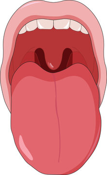 Mouth illustration showing teeth and tongue
