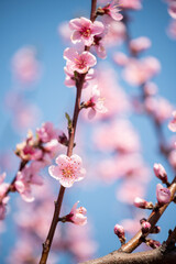 incredibly beautiful branches with pink flowers of a blooming peach tree in the garden.