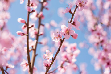 incredibly beautiful branches with pink flowers of a blooming peach tree in the garden.