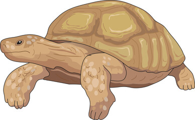 A turtle cartoon vector illustration