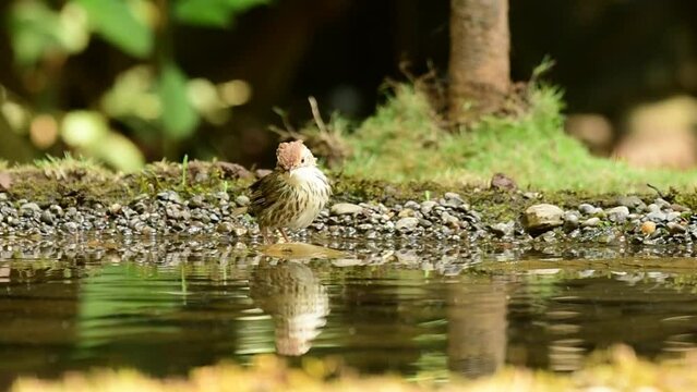 Puff throated babbler enjoying deep in to water