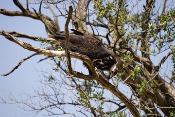 african wildlife, eagle