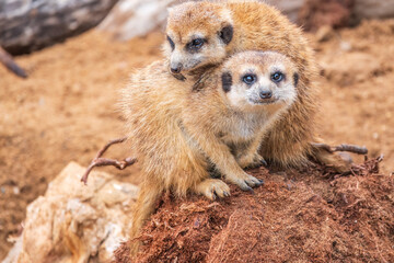 Fototapeta premium A group of cute meerkats. Meerkat Family are sunbathing.