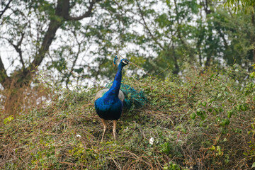 Obraz premium a peacock on the tree
