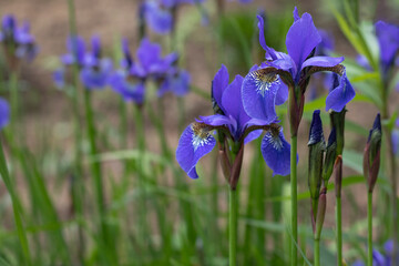 Lot of irises. Violet iris flowers are growing in garden. Iridaceae.  Plant with impressive flowers, garden decoration. Flowers of Siberian iris wetted by rain. Background from violet flowers