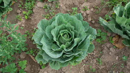 green cabbage plant seen from above in the middle of a planted field