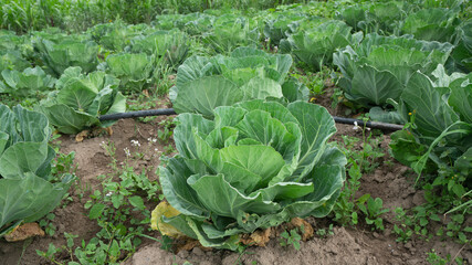 green cabbage plant seen from the front in the middle of a planted field