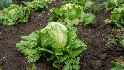 green lettuce plant seen from the front in the middle of a planted field