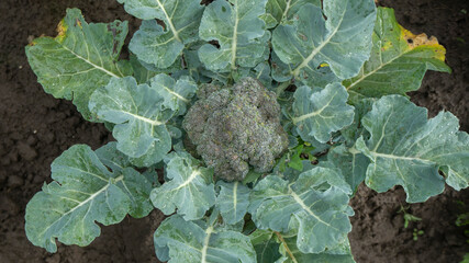 green broccoli plant seen from above in the middle of a planted field