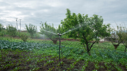 Sprinkler irrigation system in operation, irrigating a field of green plants