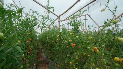 red and green tomatoes hanging on plants in the middle of a tomato garden inside a greenhouse in daylight
