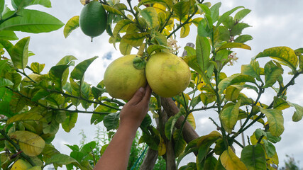 Man's hand harvesting a lemon hanging from the plant surrounded by green leaves in the middle of a lemon plantation