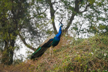 Fototapeta premium a peacock on the tree