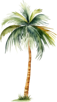 Coconut palm tree watercolor painting isolated on transparent background.