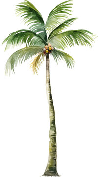 Coconut palm tree watercolor painting isolated on transparent background.
