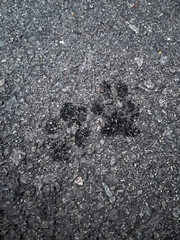 Two wet dog paw prints on pavement