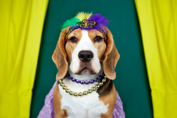 A beagle dog in costume for the Mardi Gras festival. 