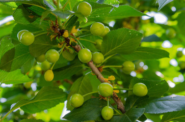 green cherries on a branch