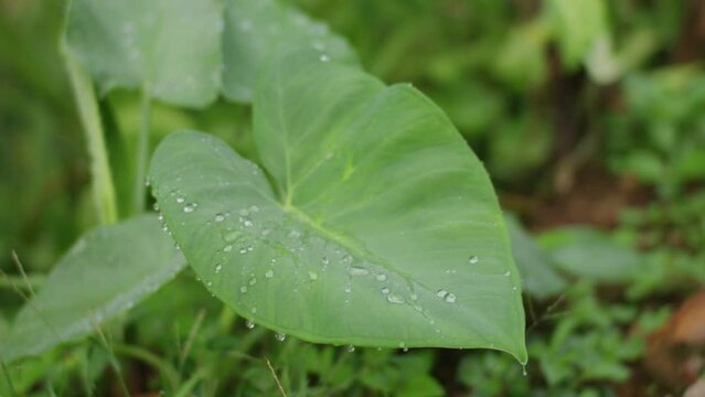 water droplet over taro leaves