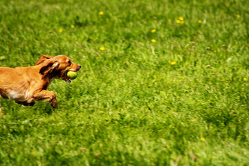 working red cocker spaniel  in a field of green grass running with a tennis ball