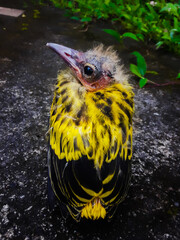 yello bird