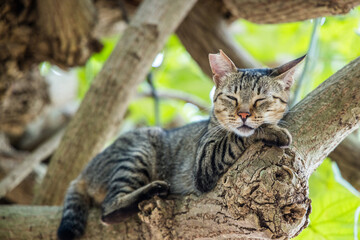 Naklejka na ściany i meble Stray cat climb up on the tree