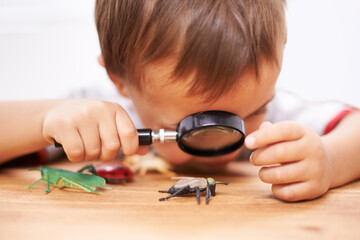 Child, learning and study an insect with magnifying glass, investigation and science education....