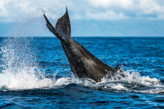 Humpback Whale Tail Slapping