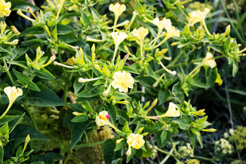 yellow Marvel of Peru or four o'clock flower (Mirabilis jalapa) growing wild in Menorca