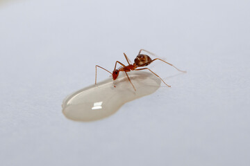 Close up of red ant with water drop on wooden floor background.