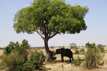 african wildlife, elephant, tree, shade