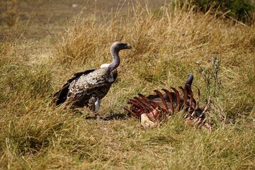 african wildlife, vulture, carrion, grass, rips