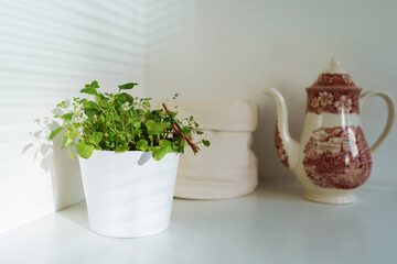 herb flowerpot kitchen