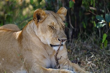african wildlife, lioness, grass
