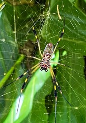 Banana spider