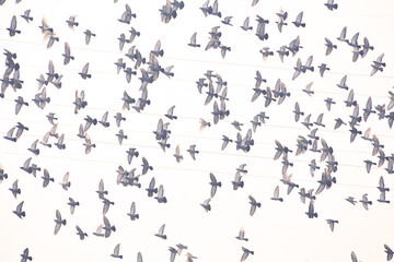 Volo di colombe sopra la Valdichiana, Toscana