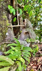 Fototapeta premium Sloth climbing a tree