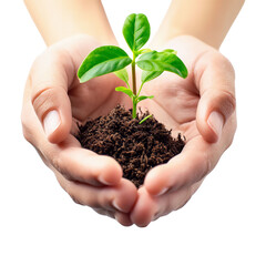 Hands holding green plant sprout isolated.