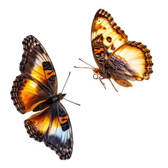 Fototapeta na wymiar Butterflies isolated on transparent background